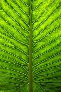 湖人主场告捷，季后赛前景渐入佳境